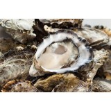 Austrės Ostrea edulis ir Crassostrea gigas